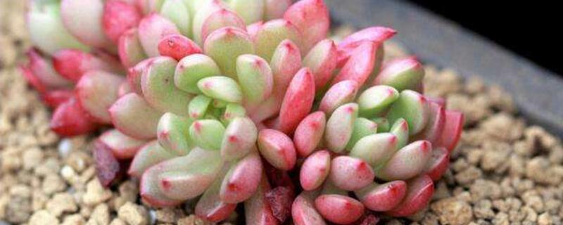 多肉为何会变红