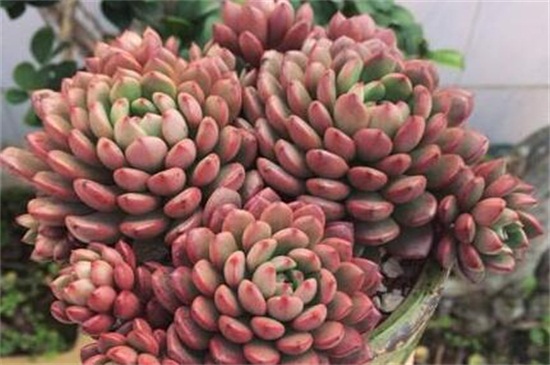 多肉为何会变红