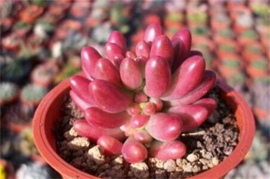 多肉为何会变红