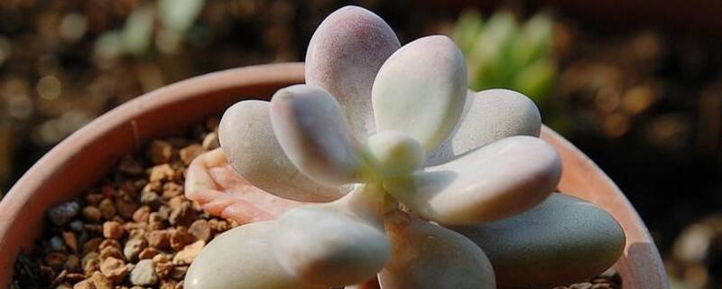 多肉桃蛋的养殖办法和留意事项