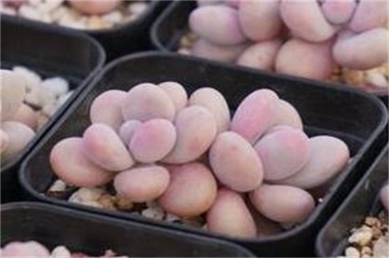 多肉桃蛋的养殖办法和留意事项