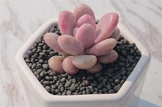 多肉桃蛋的养殖办法和留意事项