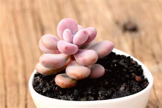 多肉桃蛋的养殖办法和留意事项