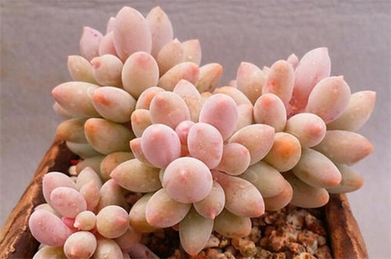 多肉桃蛋的养殖办法和留意事项