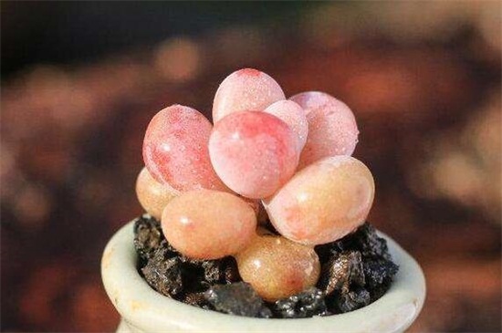 多肉桃蛋的养殖办法和留意事项