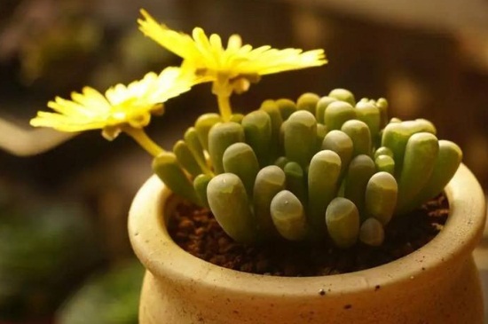 唐扇适合露跟培养吗,属于肉质根系适合露跟培养