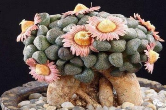 唐扇适合露跟培养吗,属于肉质根系适合露跟培养