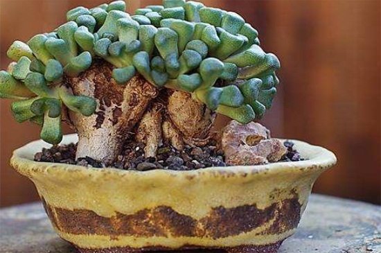 唐扇适合露跟培养吗,属于肉质根系适合露跟培养