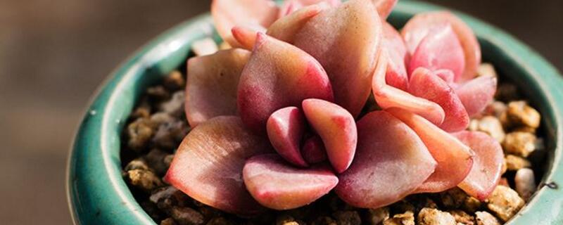 多肉彩虹的养殖办法