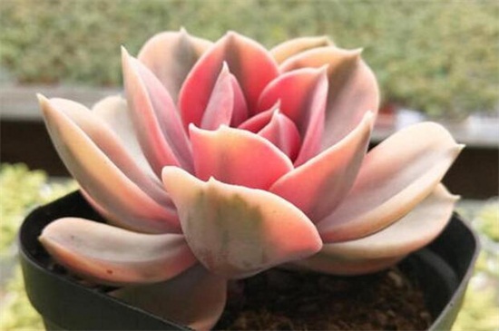 多肉彩虹的养殖办法