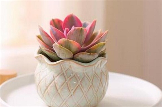 多肉彩虹的养殖办法