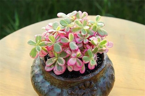 多肉彩虹的养殖办法