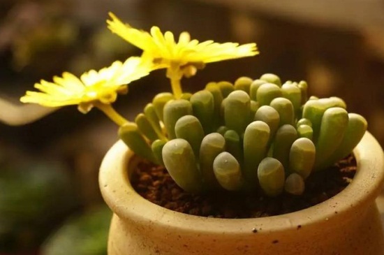 唐扇烂根如何办，切除烂根消毒液浸泡