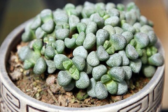 唐扇烂根如何办，切除烂根消毒液浸泡