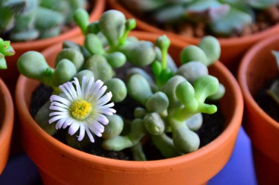 唐扇烂根如何办，切除烂根消毒液浸泡