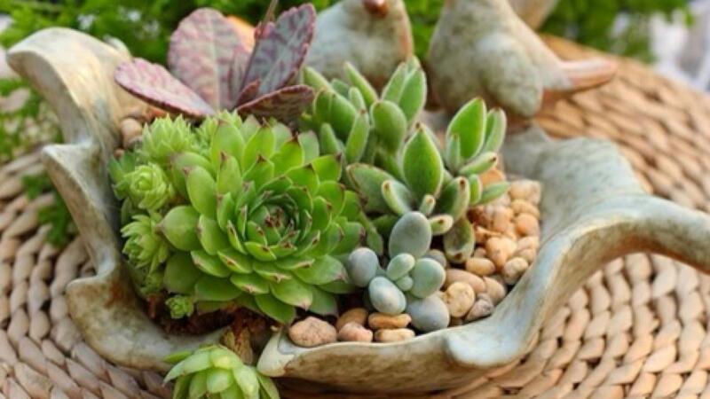 多肉植物浇多少水