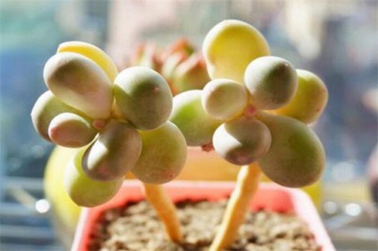 多肉植物浇多少水