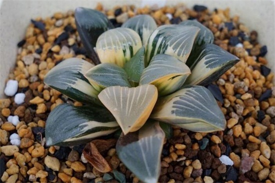 多肉植物浇多少水