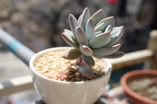 霜之朝的作用，点缀家居改善风水