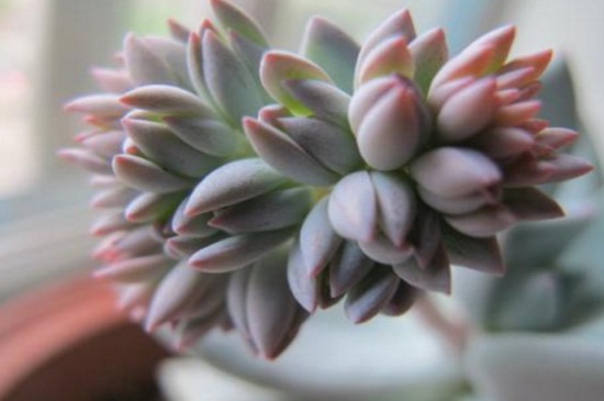 霜之朝的花语是什么，寓意冰封的火焰