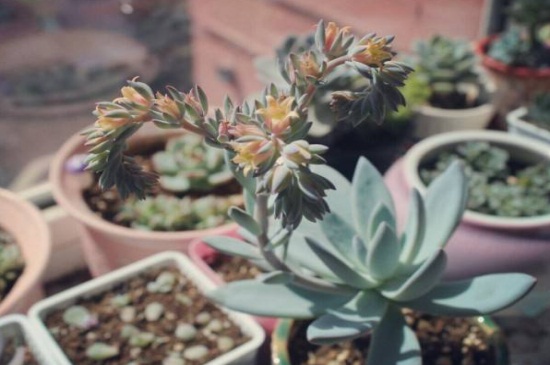 霜之朝的花语是什么，寓意冰封的火焰