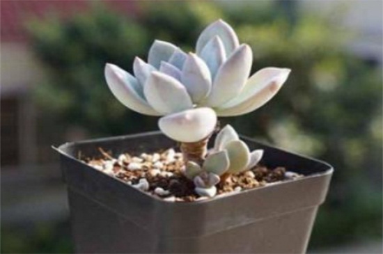 霜之朝的花语是什么，寓意冰封的火焰