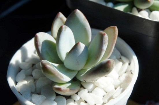 霜之朝烂根如何办，切除烂根并多菌灵灌根