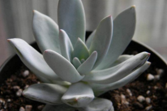 霜之朝干瘪如何办,调整浇水适温养护