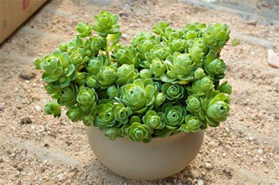 山地玫瑰夏季如何养，遮阴防晒并及时浇水