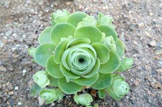 山地玫瑰夏季如何养，遮阴防晒并及时浇水