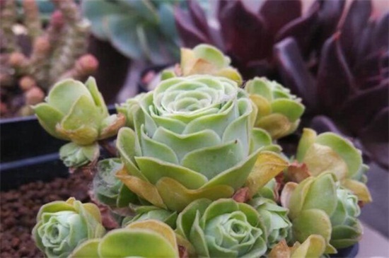 山地玫瑰夏季如何养，遮阴防晒并及时浇水