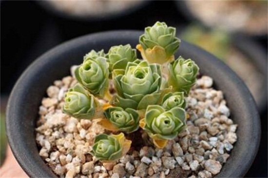 山地玫瑰夏季如何养，遮阴防晒并及时浇水