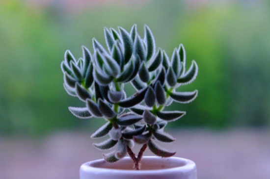 绒针徒长了如何办，砍头剪枝控水施肥