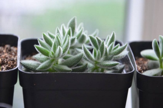 绒针徒长了如何办，砍头剪枝控水施肥