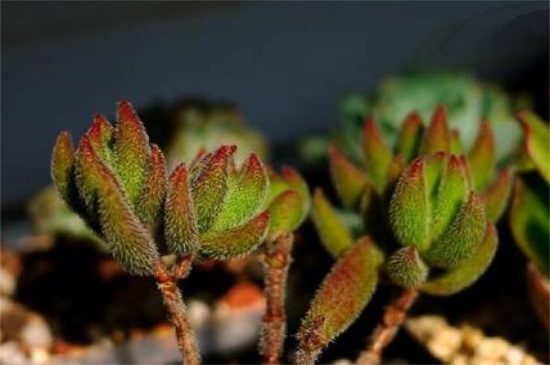 绒针徒长了如何办，砍头剪枝控水施肥