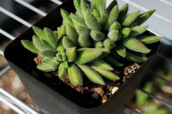 绒针徒长了如何办，砍头剪枝控水施肥