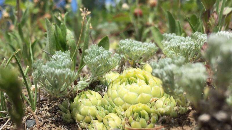 瓦松种类的鉴别办法