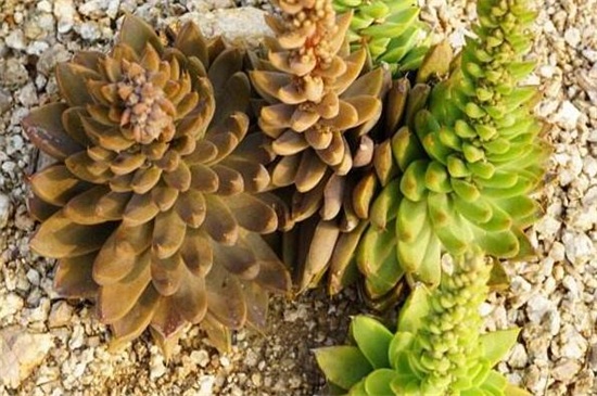 瓦松种类的鉴别办法