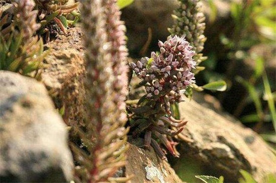 瓦松种类的鉴别办法