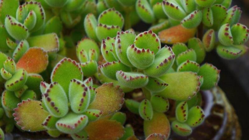 熊童子爪子不红如何办