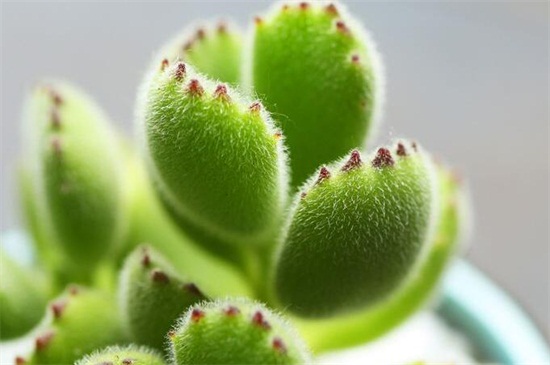 熊童子爪子不红如何办