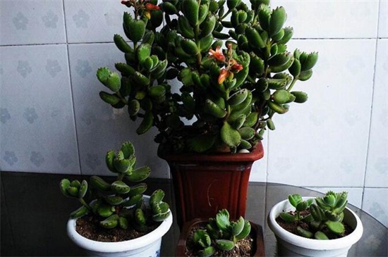 熊童子爪子不红如何办