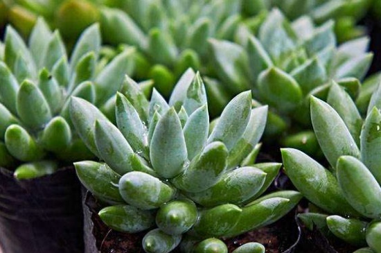 千佛手叶子皱了如何办，控水保温缓解冻伤