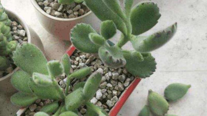 熊童子叶子发黄如何办