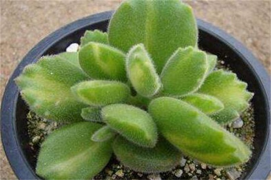 熊童子叶子发黄如何办