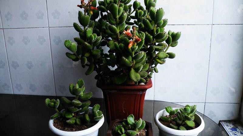 熊童子徒长如何办