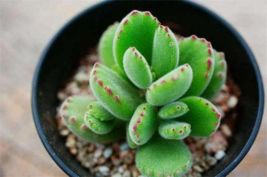 熊童子徒长如何办