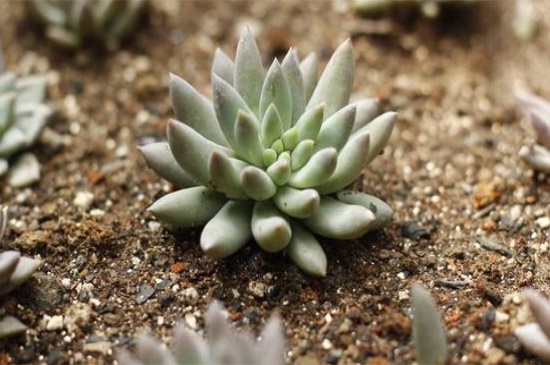 千佛手如何施肥，详解千佛手四季施肥办法