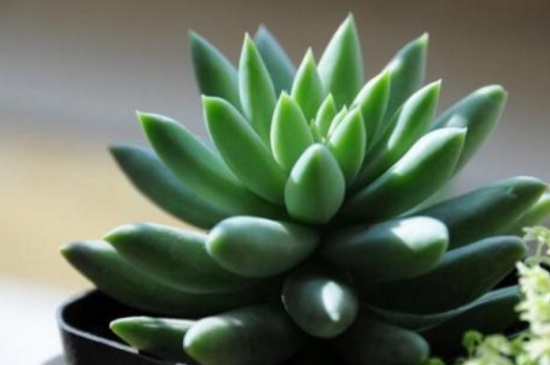 千佛手如何施肥，详解千佛手四季施肥办法