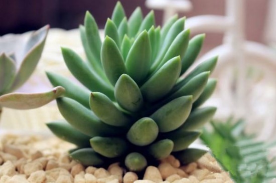 千佛手如何养爆盆，散光沐浴追施复合肥